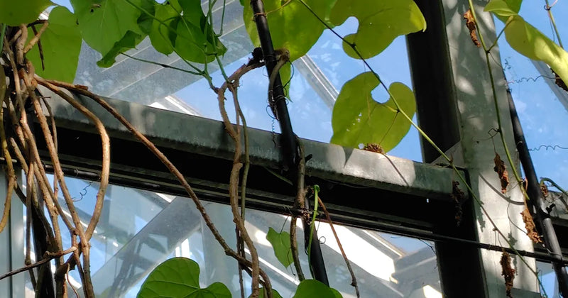 Monk fruit (Siraitia grosvenorii) vine with heart-shaped leaves climbing a greenhouse frame