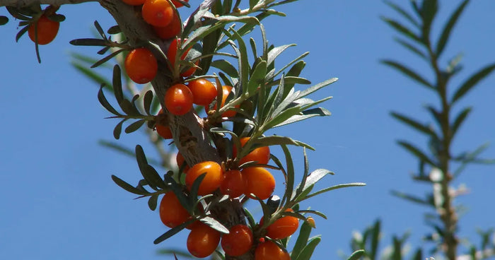 How Sea Buckthorn Grows: The Thorny Shrub of the Cold Desert