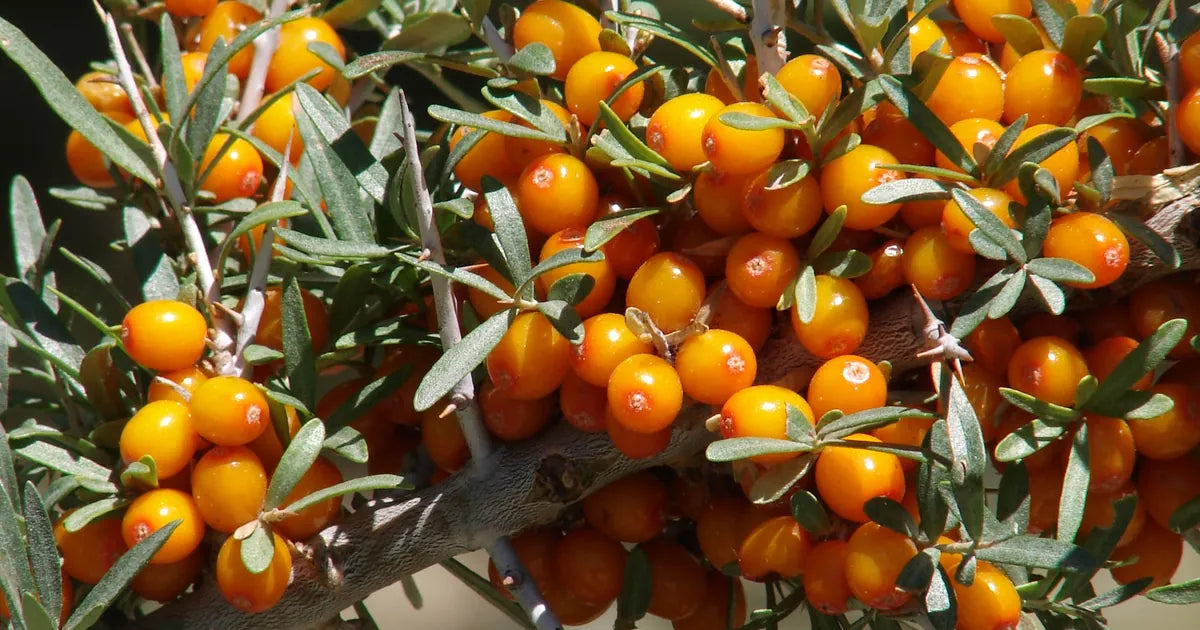 Clusters of bright orange sea buckthorn berries among narrow silvery leaves in the Nubra valley, Ladakh